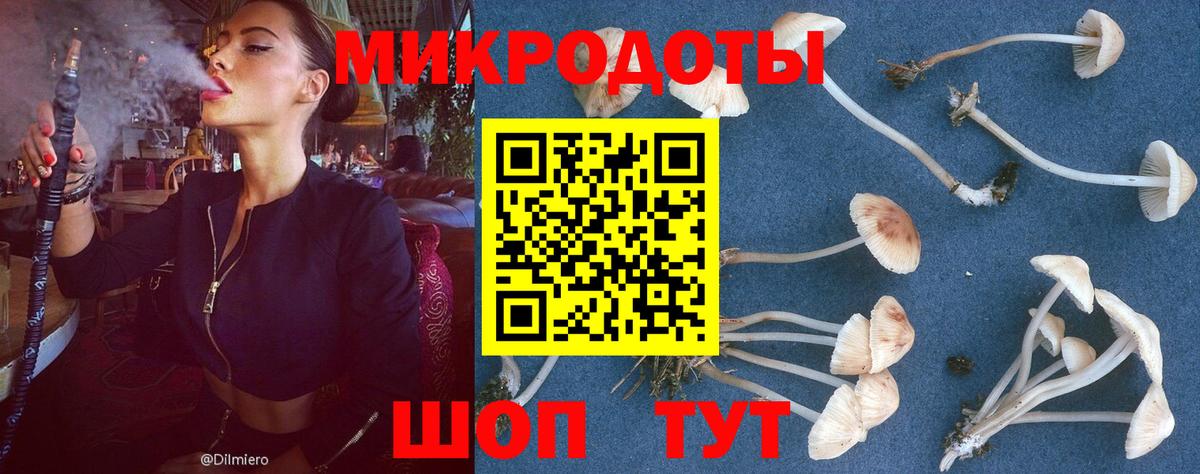 Псилоцибиновые грибы Psilocybe Подольск